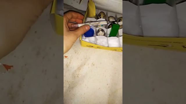 Как вылупить перепелят из магазиных яиц смотреть онлайн