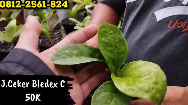 SELALU MENYAJIKAN HARGA EKONOMIS DENGAN ID PATEN DISINI,,DARI JEMANI SAMPE KUPING GAJAH смотреть онлайн