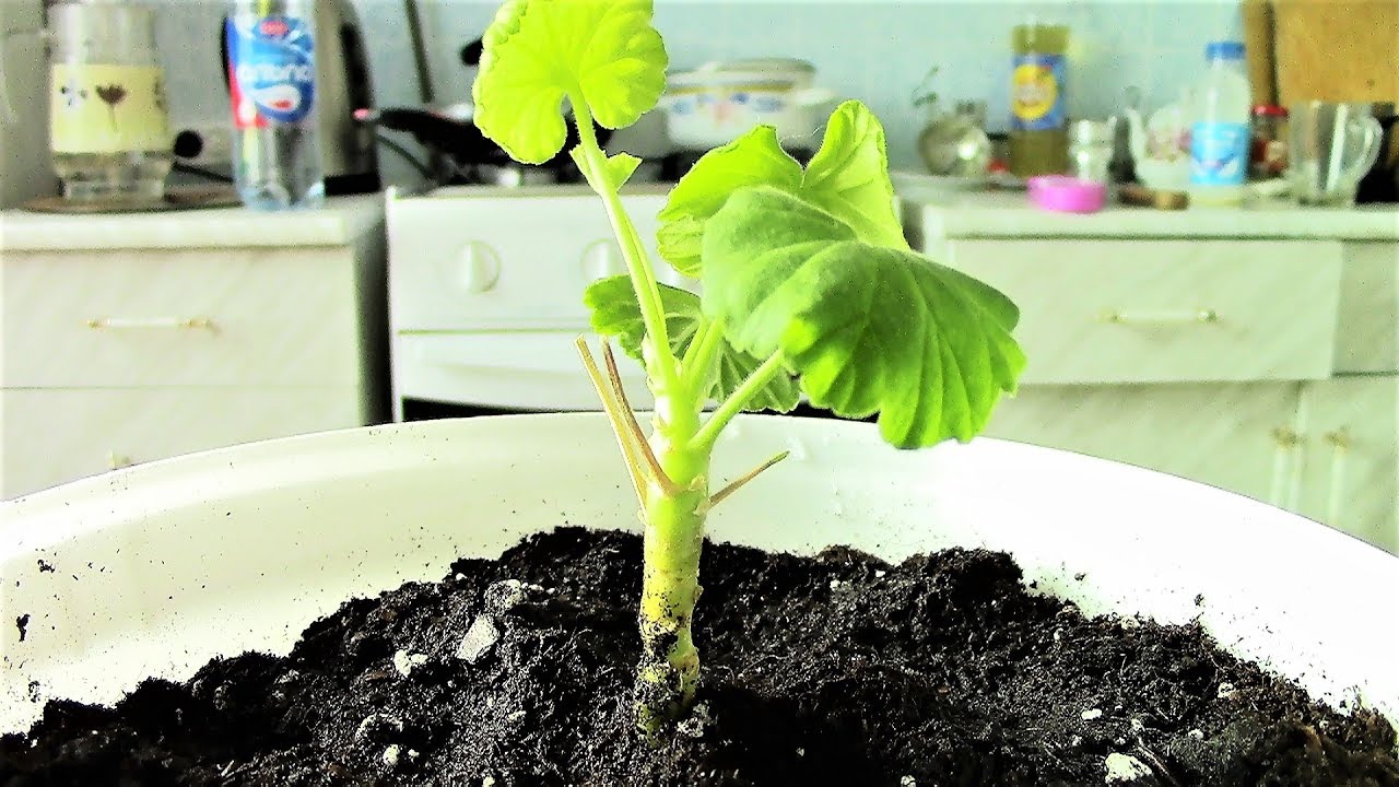 ПОСАДКА ГЕРАНИ ОТРОСТКОМ,ПРАВИЛЬНОЕ УКОРЕНЕНИЕ. смотреть онлайн