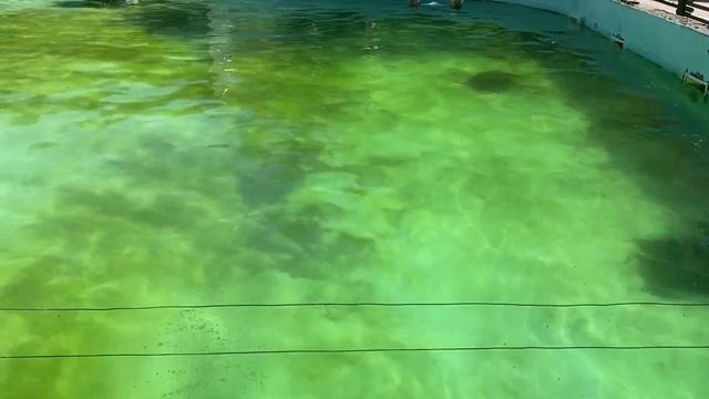 Tallinn Zoo In ESTONIA ?? #tallinnzoo #tallinn #estonia #europe #lazyleovimal смотреть онлайн