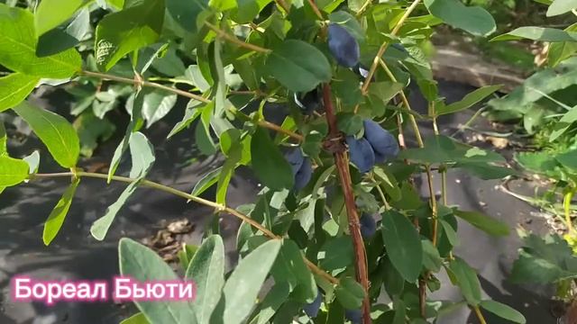 Жимолость Индиго джем, Бореал Бьюти, Бореал Близард, Бореал Бист, Аврора - обзор ягод смотреть онлайн