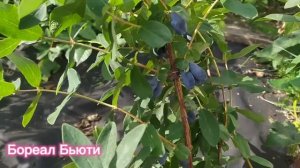 Жимолость  Индиго джем, Бореал Бьюти, Бореал Близард, Бореал Бист, Аврора - обзор ягод