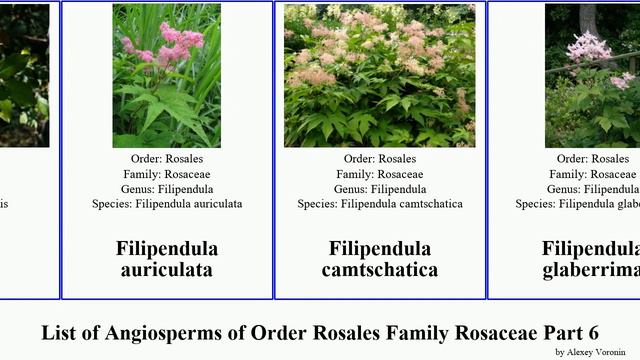 List of Angiosperms of Order Rosales Family Rosaceae Part 6 fragaria dwarf filipendula cinquefoil смотреть онлайн