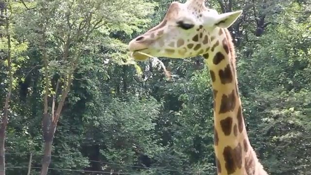 It feeds the giraffe (Как питается жираф). смотреть онлайн