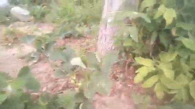 Влог/моя дача/сестра смотреть онлайн