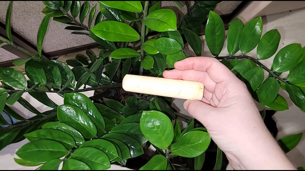 ВСЕГО 1 ЧАШКА заставляет ЗАМИЛОКУЛЬКАС бешено расти и цвести, посмотрите на потрясающий результат смотреть онлайн