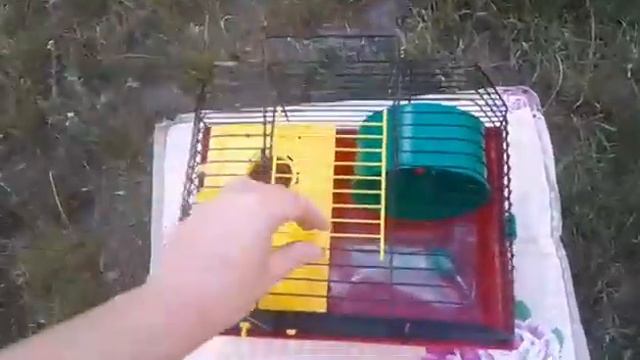 Вилла 1 Люкс клетка для хомяка, джунгарика, грызуна смотреть онлайн