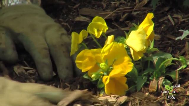 DAN I NOĆ - ZIMSKA, VESELA, VRTNA BILJKA