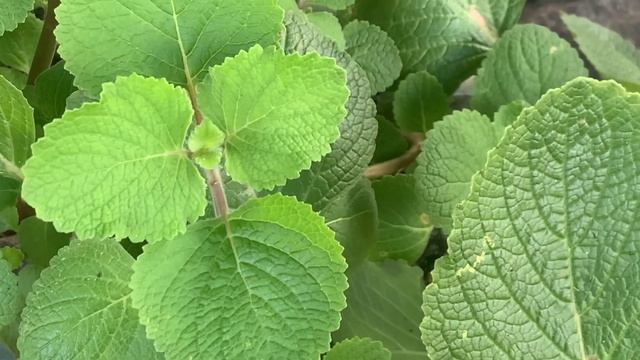 කප්පරවල්ලිය( Kapparawalliya) - Plectranthus Amboinicus смотреть онлайн