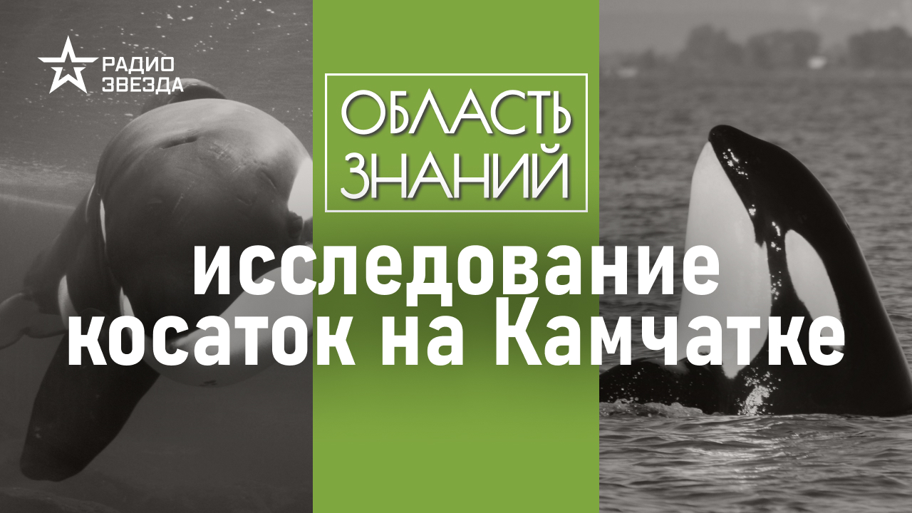 ⁣Как живут камчатские косатки? Лекция морского биолога Татьяны Ивкович