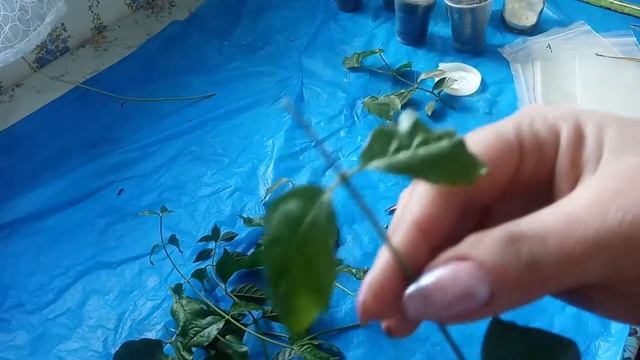 Как укоренить черенки Жасмина Самбак смотреть онлайн