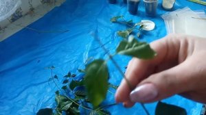 Как укоренить черенки Жасмина Самбак