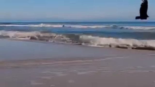 СВОБОДА...ЛИБЕРТА...и др. Сколько экспрессии в этом слове...В которой раз слушал как завороженный.. смотреть онлайн