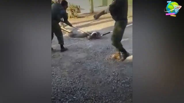 Dipikir Ular Piton Biasa, Ternyata Anaconda Masuk Dalam Got!! Kok Bisa Ada Disini?? Warga Bingung.. смотреть онлайн