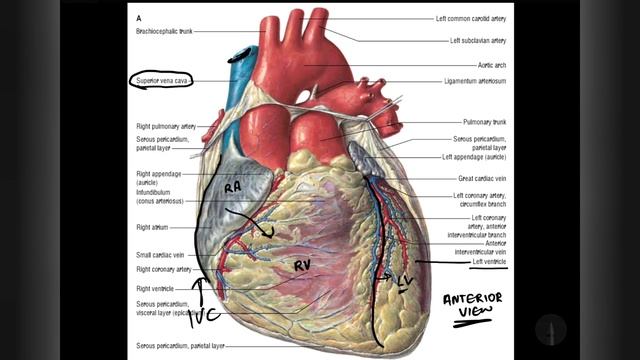 Right Atrium of Heart (1/2) | External Features | Anatomy | EOMS смотреть онлайн