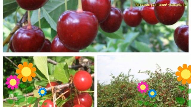 Лавровишня обыкновенная, лекарственная. Краткий обзор, описание cerasus жуковская - антрацитовая смотреть онлайн