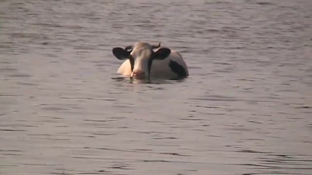 Гиппопотамы в Украине 2016 смотреть онлайн