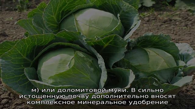 Капуста Золотой гектар смотреть онлайн