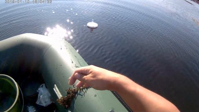 щука рвёт живца в клочья что за монстер смотреть онлайн