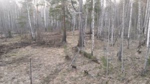 Охота на медведя на приваде