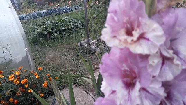 В саду у Альфии коллекция гладиолусы часть 6 . смотреть онлайн