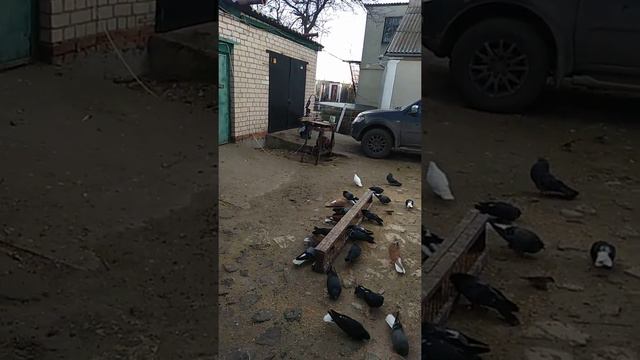 Черномурая , вернулась после покрытия, через сутки смотреть онлайн