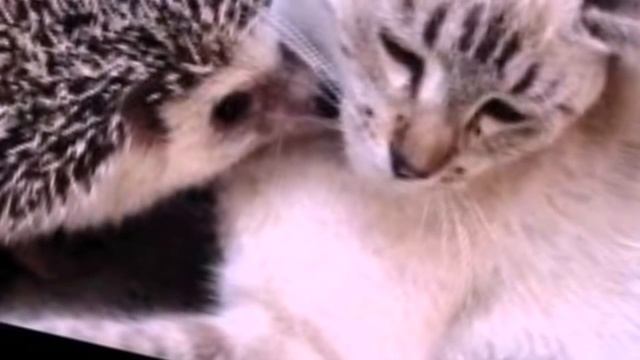 ЁЖ в Домашних Условиях