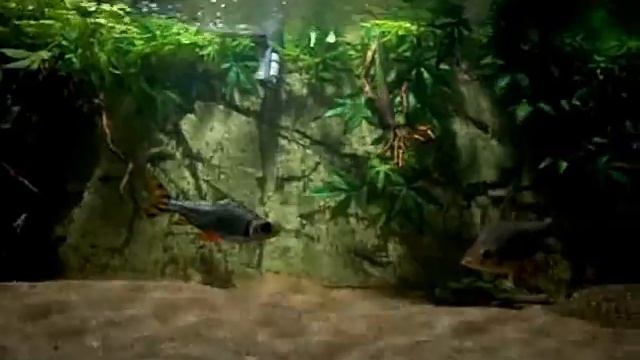 my aquarium смотреть онлайн
