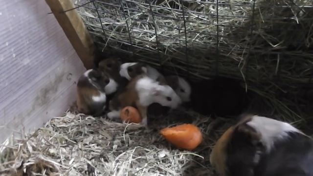 Что стало с детенышами морской свинки у которых умерла МАМА. смотреть онлайн