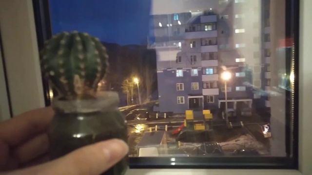 ОБЗОР НА КАКТУС. смотреть онлайн