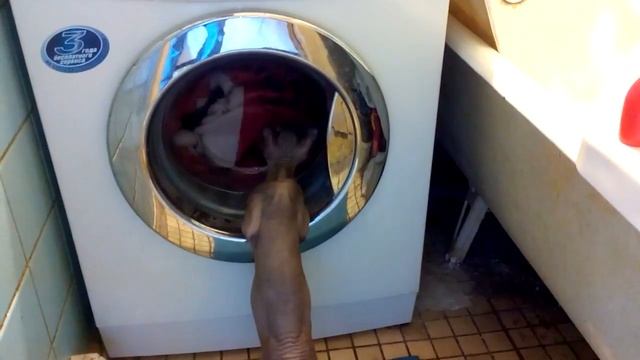 Сфинкс Феликс стирает свою подушку смотреть онлайн