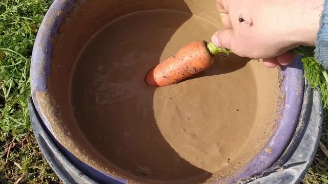 Как заготовить морковь на зиму смотреть онлайн