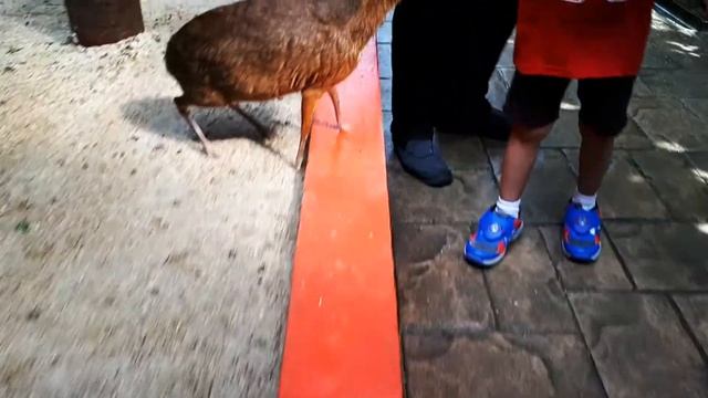Animal's Planet | Up Close And Personal With Si Kancil | Petting Mouse Dear смотреть онлайн