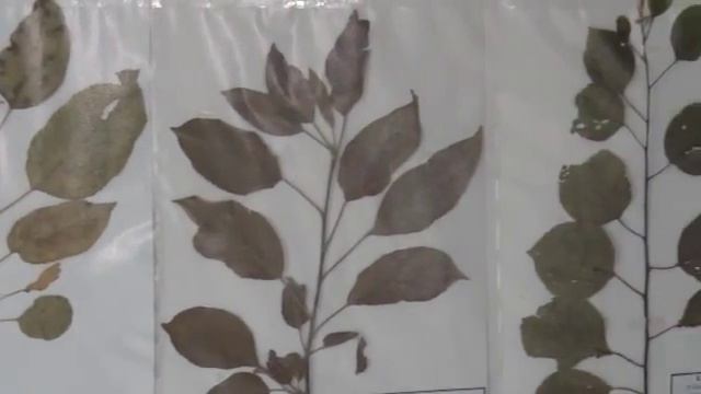 Ожоги на листьях.