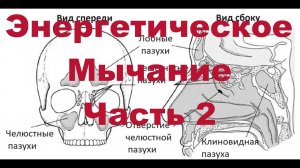 Энергетическое Мычание. Часть 2