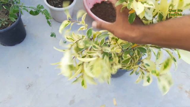 Safari ficus plant care इन हिंदी | Safari ficus plant | ficus plant смотреть онлайн
