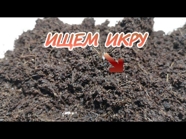 ИЩУ ИКРУ АФИОСЕМИОНА ГАРДНЕРА(КИЛЛИ ФИШ).РАЗВЕДЕНИЕ. смотреть онлайн