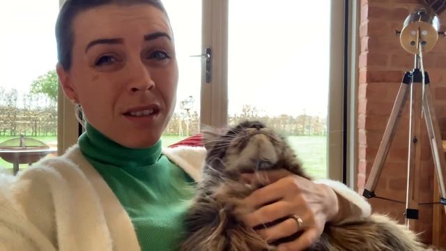What It’s Like Owning A Maine Coon смотреть онлайн