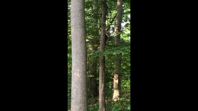 Интересные факты про енота(Interesting facts about the raccoon). смотреть онлайн