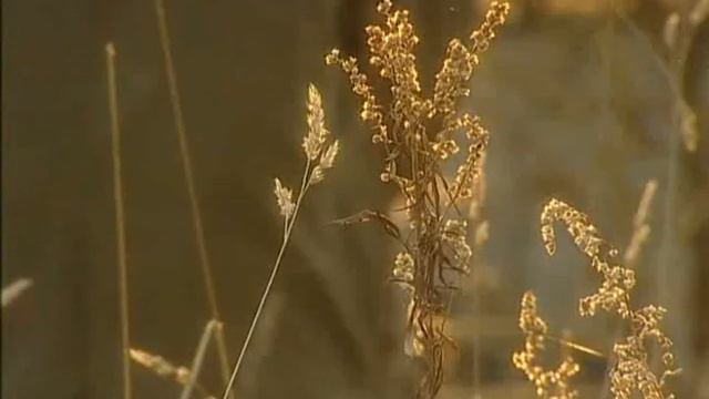 1938 год (Николай Вавилов и Трофим Лысенко) смотреть онлайн