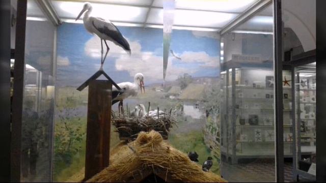 VLOG: САНКТ-ПИТЕРБУРГ// ДЕНЬ 2// МУЗЕЙ ЗООЛОГИИ♡♡♡ смотреть онлайн