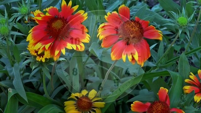 Елена Ивнева. Прогулка по кладбищу (НЕ содержит видов кладбища!) смотреть онлайн