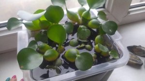 Эйхорния - водный гиацинт! зимуем на подоконнике.