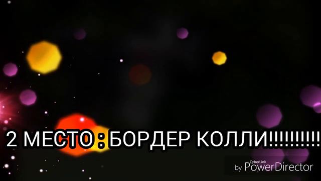 ТОП : 5 ПОРОД СОБАК КОТОРЫХ Я НЕНАВИЖУ!!!!!!!