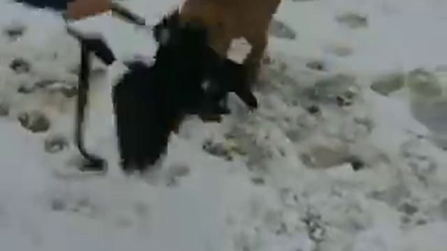 Щенок Малинуа Алан смотреть онлайн