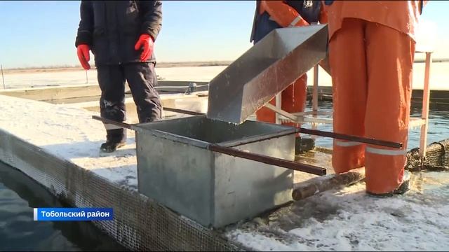 Сбор икры ценных видов рыб завершается в садковых хозяйствах Урала и Тобольского района смотреть онлайн