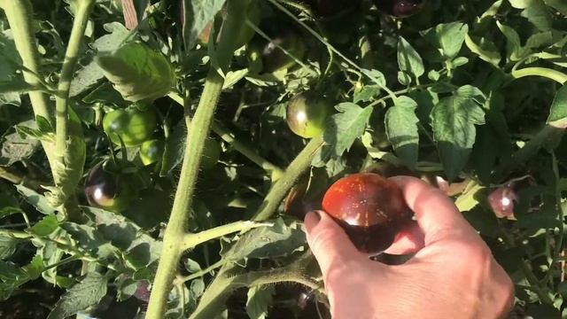 Томат Американский синий сезон 2020 смотреть онлайн