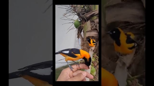 Лучшие веселые смешные видео с домашними животными?? смотреть онлайн