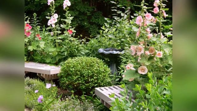 Шток-роза (мальва) – стройная красавица, украшенная «бантами» смотреть онлайн