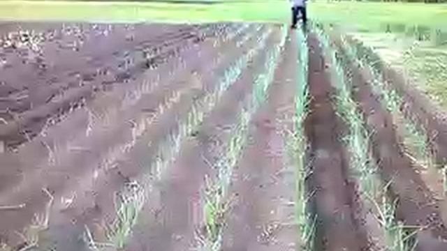 мото-тяпка "ВЖИК" в работе прополка смотреть онлайн